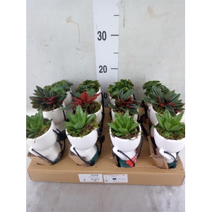 Arr.   Kamerplant Groen L%