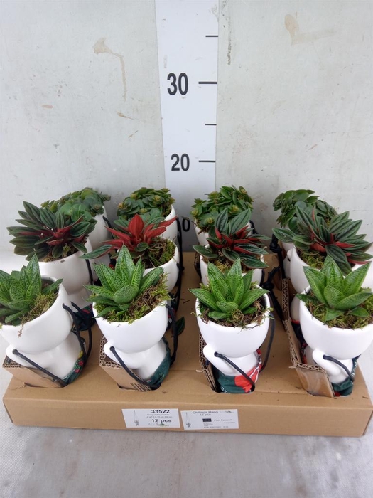 <h4>Arr.   Kamerplant Groen L%</h4>