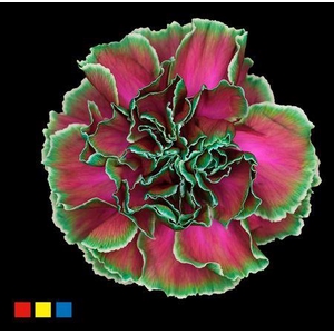 Dianthus St Happy Cherries