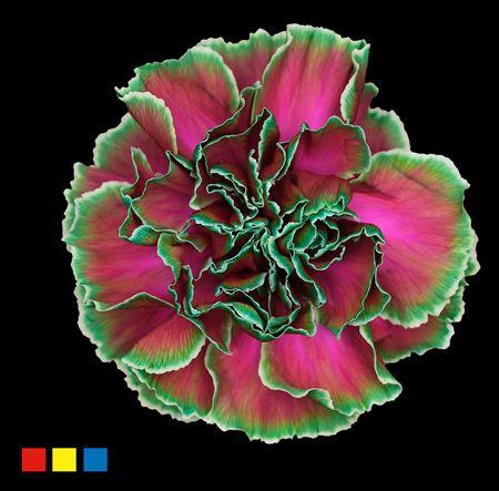 Dianthus St Happy Cherries