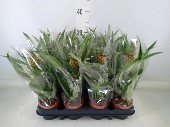<h4>Ananas  'Rosita'</h4>