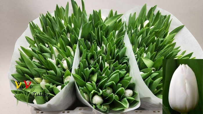 <h4>TU EN ROYAL VIRGIN</h4>