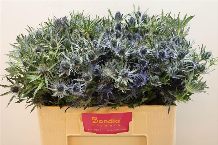 <h4>ERYN MAG BLUE LAGOON</h4>