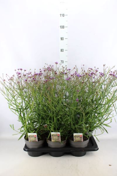 Verbena bonariensis