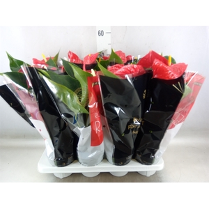 Anthurium andr. 'Michigan'