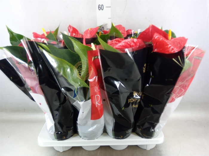 <h4>Anthurium andr. 'Michigan'</h4>