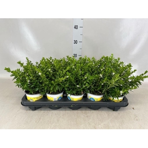 Cuphea hyssop. 'Floriglory'