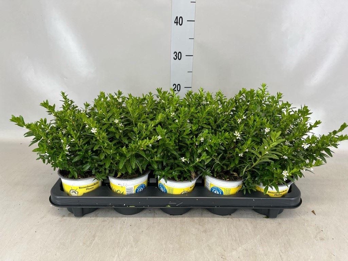 <h4>Cuphea hyssop. 'Floriglory'</h4>