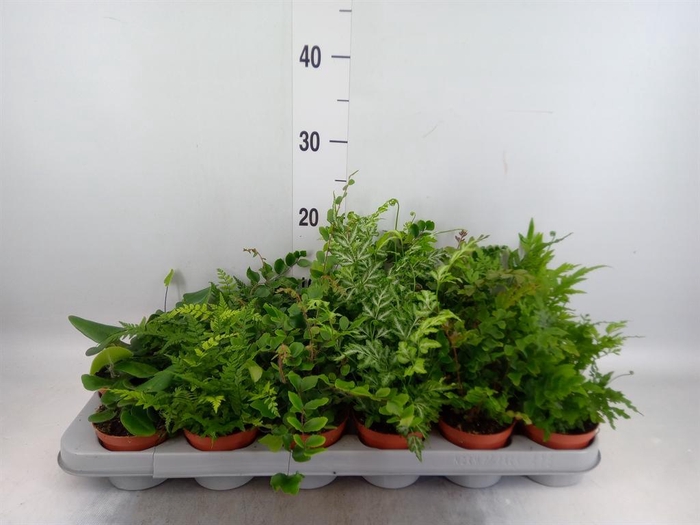 <h4>Ferns   ...mix</h4>