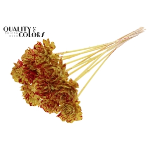Shola Dahlia 6cm on stem Splashed Yellow/Red