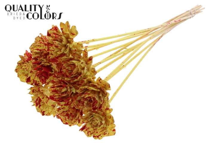 Shola Dahlia 6cm on stem Splashed Yellow/Red