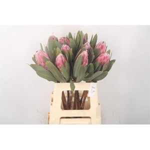 PROTEA PINK ICE