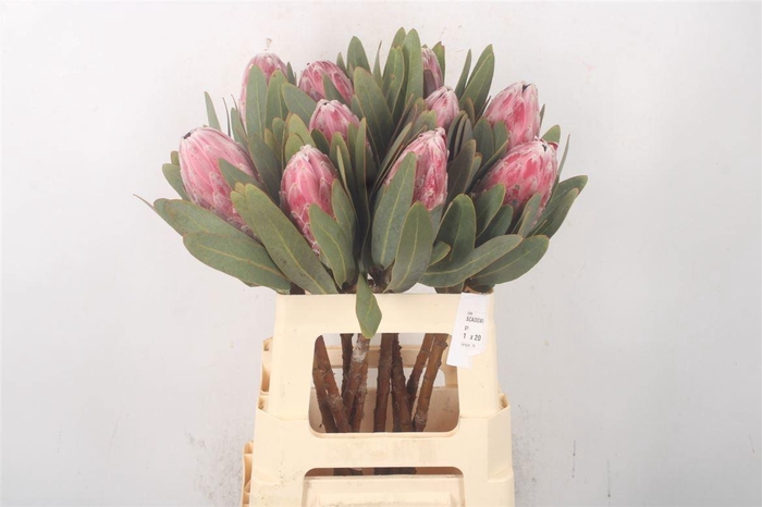 <h4>PROTEA PINK ICE</h4>