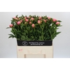Paeonia Etched Salmon