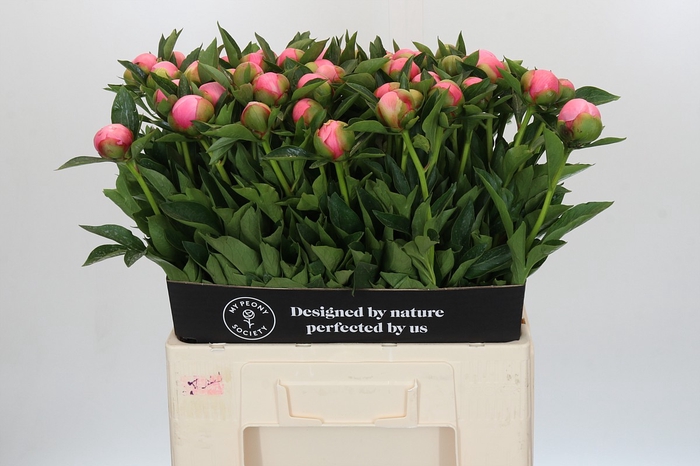 <h4>Paeonia Etched Salmon</h4>
