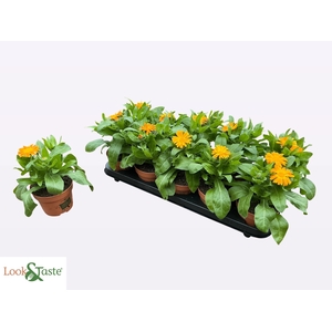 CALENDUL OFFICINALIS