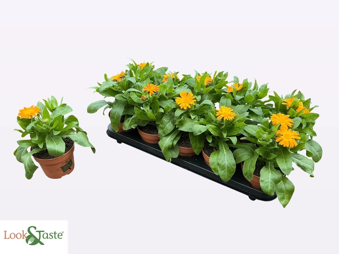 <h4>CALENDUL OFFICINALIS</h4>
