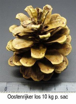 <h4>K.OOSTENRIJKERS PER 5KG KERST</h4>