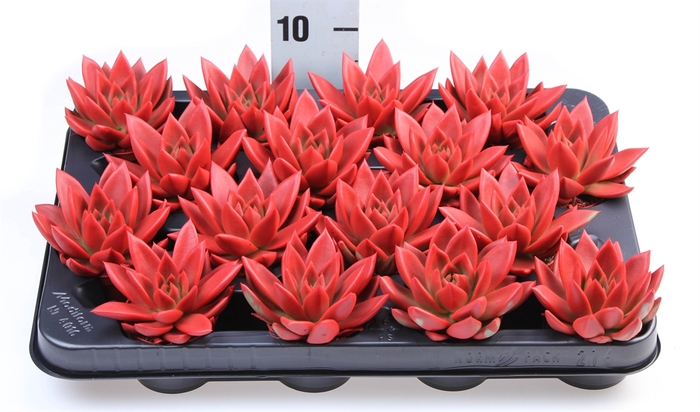 <h4>Echeveria  'Miranda'</h4>