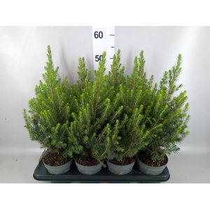 Picea glauca 'December'
