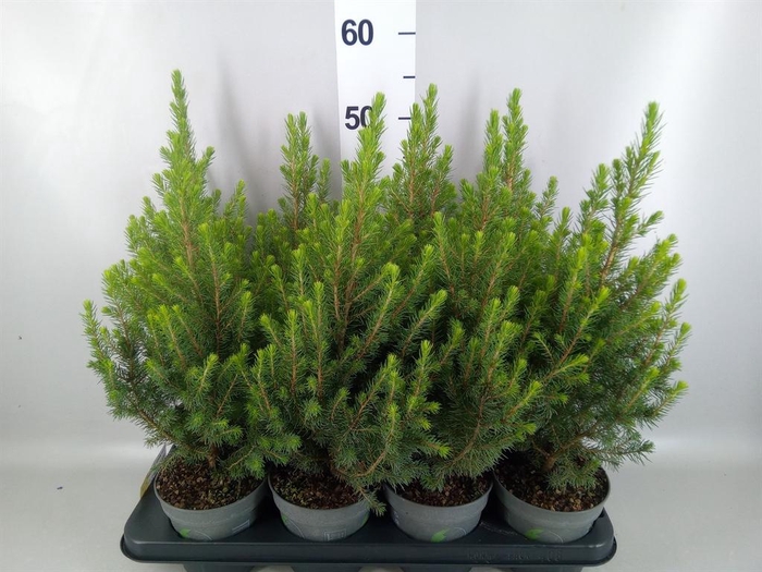 <h4>Picea glauca 'December'</h4>