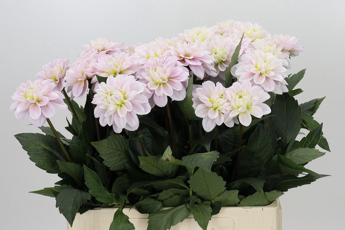 Dahlia Cayen