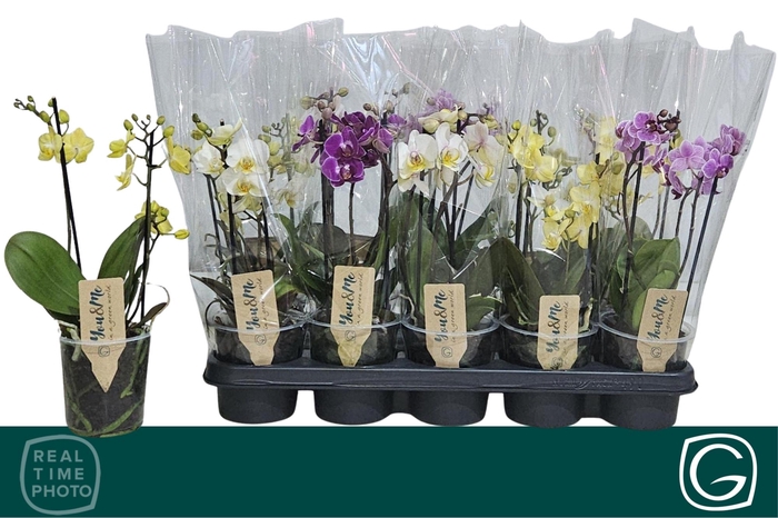 <h4>PHAL MF GEM 4 KL</h4>