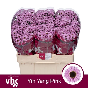 Chr S Yin Yang Pink