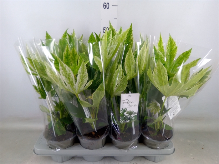 <h4>Fatsia japonica 'Variegata'</h4>