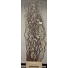 CORYL AV CONTORTA 2-JARIG 160CM