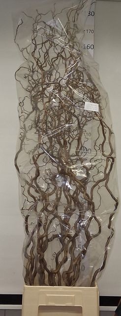 CORYL AV CONTORTA 2-JARIG 160CM