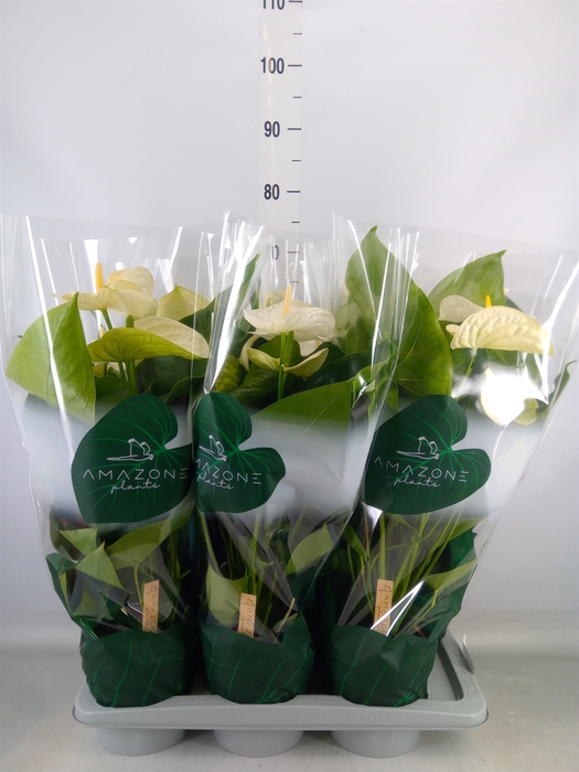 <h4>Anthurium andr. 'Samora'</h4>