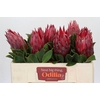 Protea Cynaroides Madiba