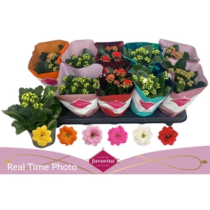 KAL GE PERF GEM 6 KL