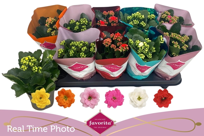 <h4>KAL GE PERF GEM 6 KL</h4>