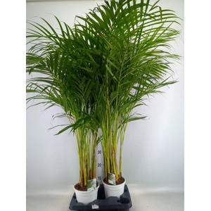 Dypsis lutescens   ...Chrysalidoca