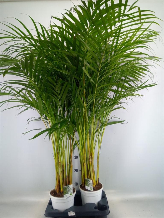 <h4>Dypsis lutescens   ...Chrysalidoca</h4>