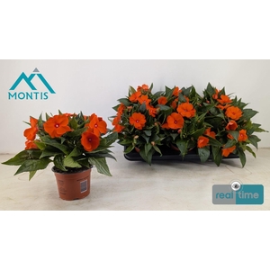 IMPAT CP ORANGE RED