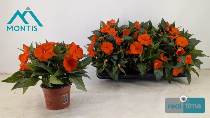 <h4>IMPAT CP ORANGE RED</h4>