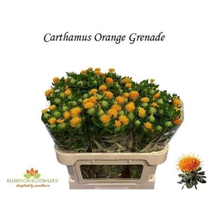 Carth T Orange Grena