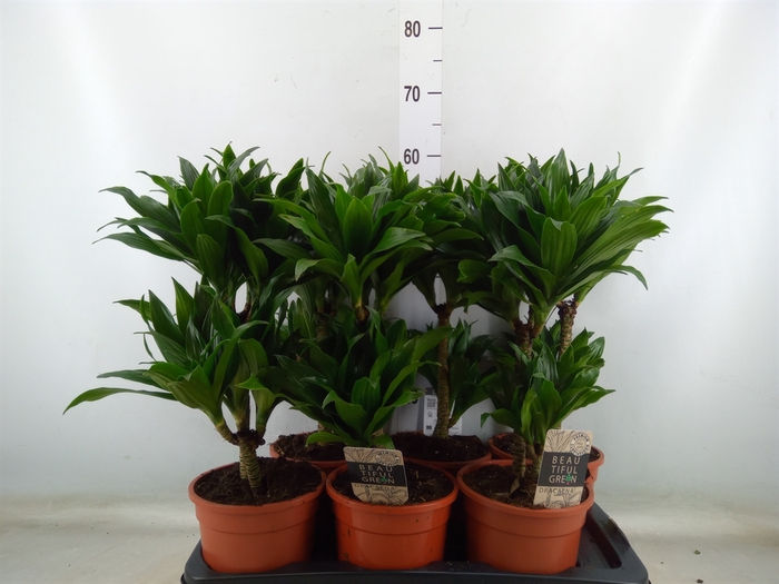 <h4>Dracaena frag. 'Compacta'</h4>