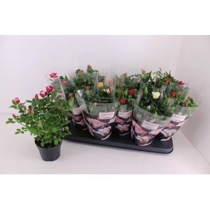 ROSA VICTORY MIX