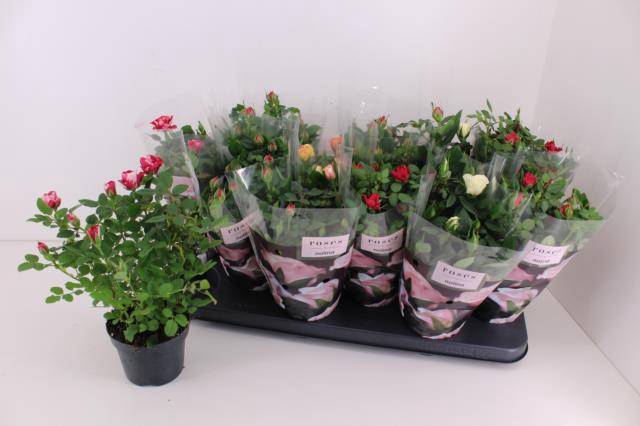 <h4>ROSA VICTORY MIX</h4>
