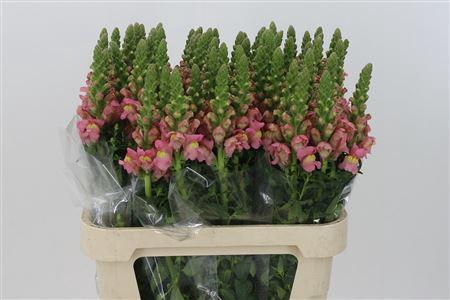 <h4>Antir Antibes Pink</h4>