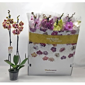 PHAL GEM 10 KL