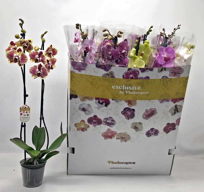 <h4>PHAL GEM 10 KL</h4>