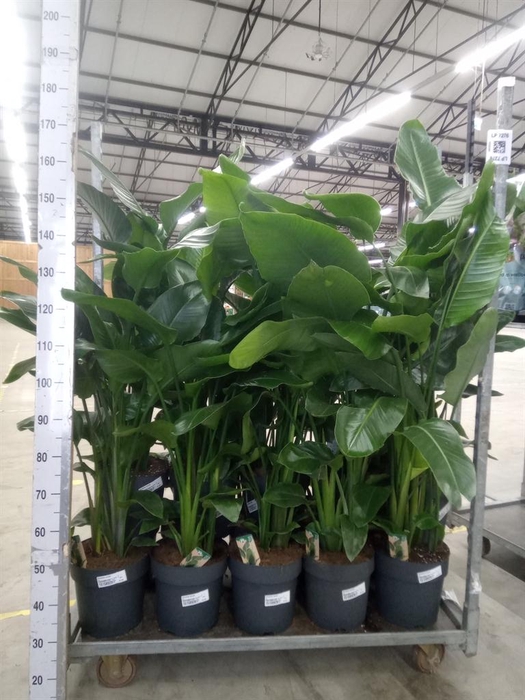 <h4>Strelitzia nicolai</h4>