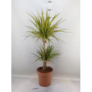 Dracaena marg. 'Sunray'