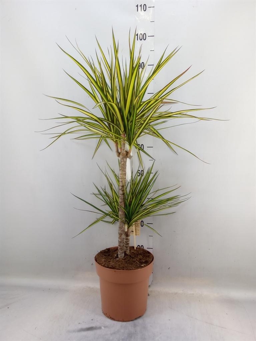 <h4>Dracaena marg. 'Sunray'</h4>