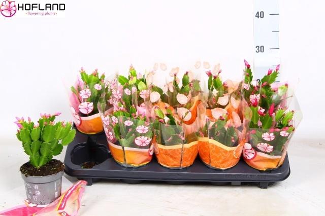 <h4>SCHLUMB GEM 3 KL</h4>